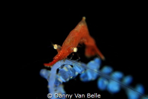 Sawblade shrimp on colonial tunicates by Danny Van Belle 